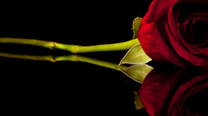 kisa_gregari 2022-09-27