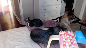 MyFreeCams - Lena_bee August 2 2024